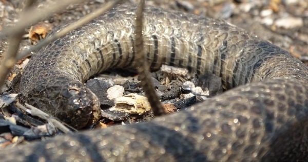 cobra-agua-pantanal-ameaca-incendios-conexao-planeta