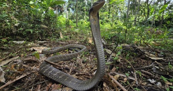 cobra-real-quatro-especies-max-tibby-conexao-planeta