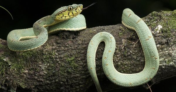 cobras-venenosas-mudancas-climaticas-renato-martins-conexao-planeta