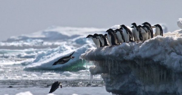 colonia-com-milhao-pinguins-descoberta-antartica-conexao-planeta