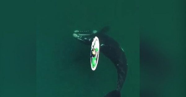 com-drone-fotografo-argentino-flagra-baleia-caiaque-conexao-planeta