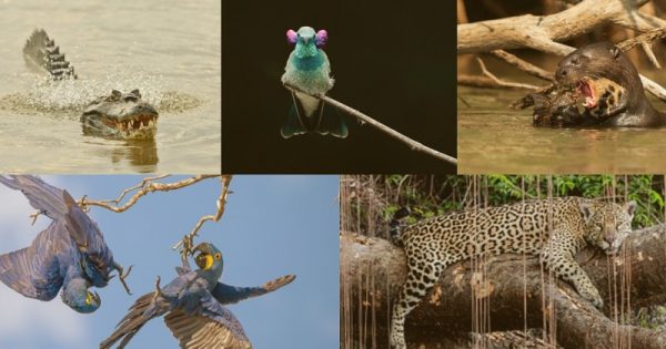 conheca-finalistas-3-concurso-conexao-planeta-fotografia-animais-conexao-planeta