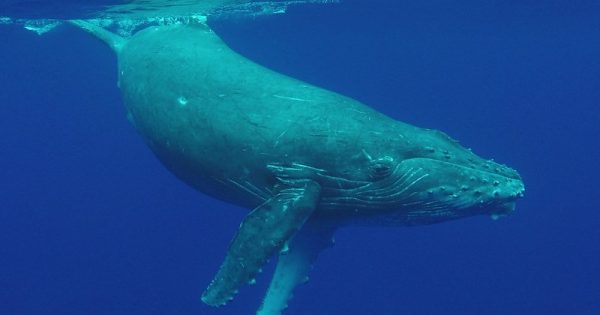 conversa-baleia-conexao-planeta