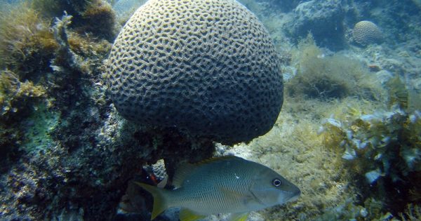 corais-abrolhos-sofreram-impacto-lama-residuos-samarco-3-conexao-planeta