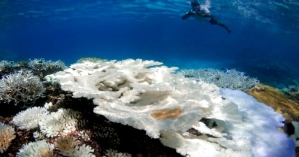 corais-alem-de-cozidos-agora-dissolvidos