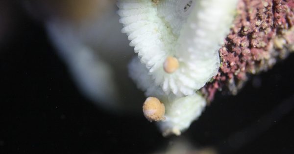 corais-reproducao-branqueamento-conexao-planeta