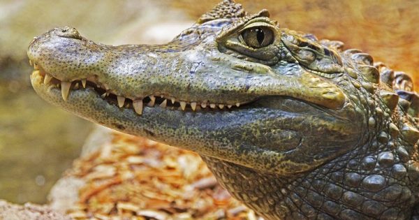 crocodilo-femea-ovos-sem-macho-conexao-planeta