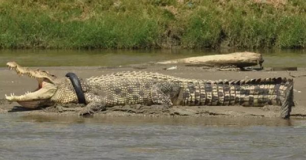 crocodilo-pneu-pescoco-indonesia-conexao-planeta