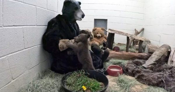cuidadores-fantasia-filhote-urso-san-diego-humane-society-abre-conexao-planeta