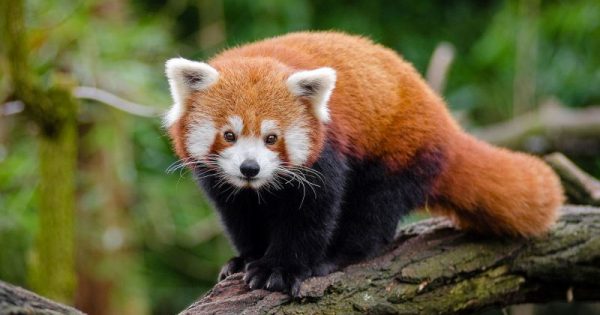 curiosidade-animal-conexao-planeta-panda-vermelho-mathias-appel