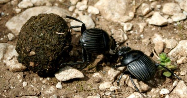 curiosidade-biologica--conexao-planeta-escaravelho-rolabosta-foto-wikimedia-commons