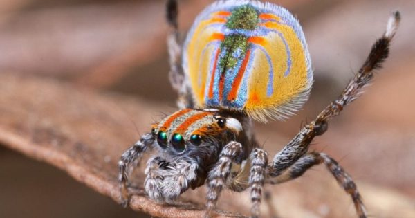 danca-do-acasalamento-aranhas-pavao-conexao-planeta-foto-fabio-mitsuka-paschoal-webdoor