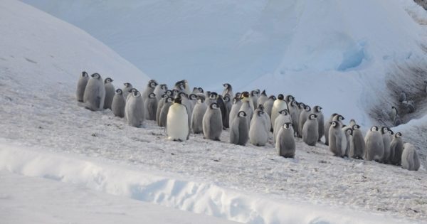 declinio-pinguins-Peter-Fretwell-conexao-planeta