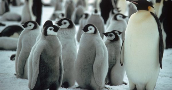 degelo-pinguim-imperador-2-conexao-planeta