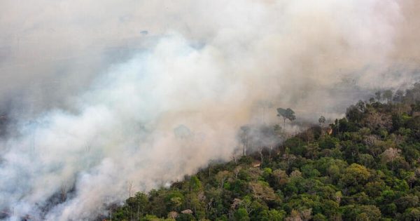 Monitoring of Deforestation and Fires in the AmazonMonitoramento de Desmatamento e Fogo na Amazônia em julho de 2024