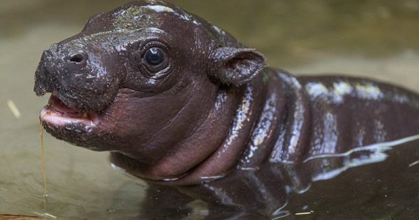 Endangered Pygmy Hippo Born at San Diego ZooLast month, after days of anticipation, Mabel, a 4-year-old pygmy hippopotamus at the San Diego Zoo, gave birth to her first calf. The male pygmy hippo calf was born just before 9 a.m. on April 9, and weighed