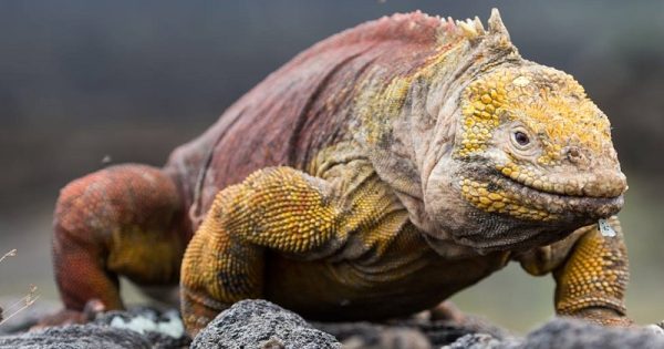 is de 200 anos, espécie de iguana é reintroduzida na Ilha de Santiago, em Galápagos