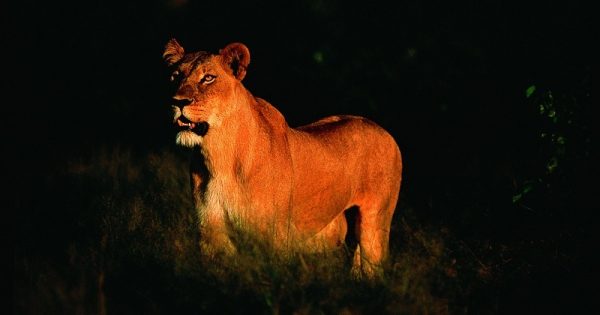 ﻿Depois de pisoteado e morto por elefante, caçador de rinoceronte é devorado por leões em parque na África