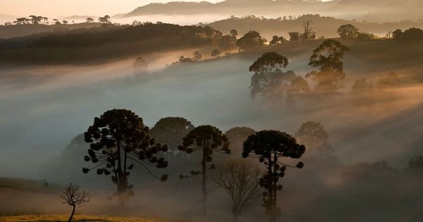 deputados-parana-flexibilizacao-ambiental-heris-rocha-conexao-planeta