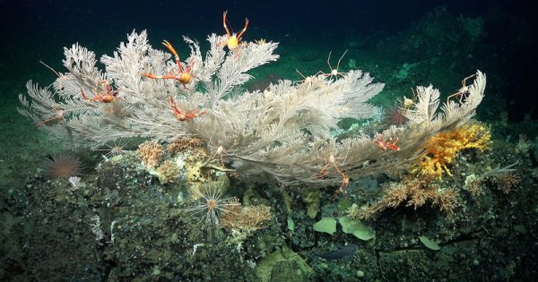 descoberta-corais-galapagos-3-conexao-planeta