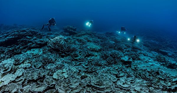 descoberta-coral-taiti-2-conexao-planeta