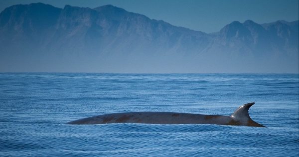 descoberta-nova-especie-baleia-4-conexao-planeta