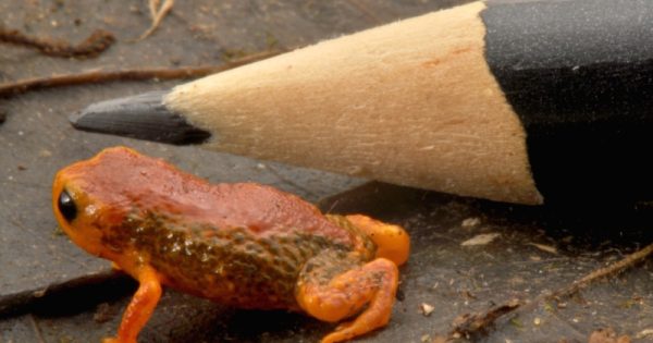 Descoberta duas novas espécies de mini sapos no Paraná