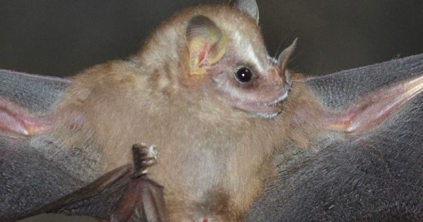 descrita-especie-morcego-GGarbino-conexao-planeta