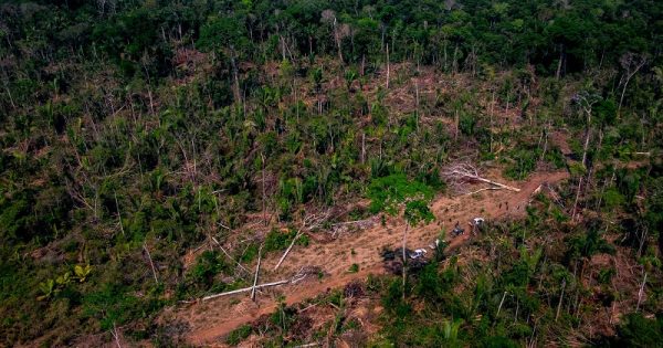 Desmatamento na Amazônia tem aumento de 60% em agosto, apontam dados do Imazon