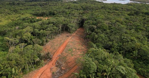 desmatamento-amazonia-janeiro-imazon-alberto-araujo-conexao-planeta