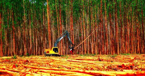 desmatamento-floresta-emissão-gases-de-efeito-estufa