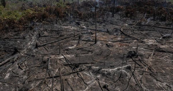 desmatamento-queda-amazonia-alta-cerrado-marizilda-cruppe-conexao-planeta