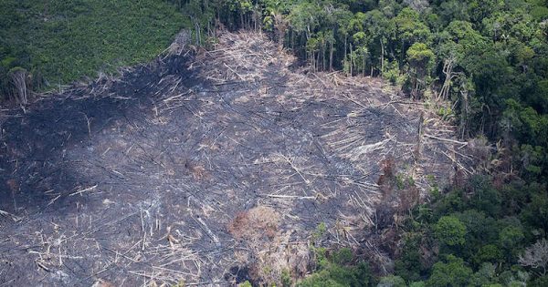 October 1, 2018.
Flight around Manaus and then Manaus-Porto Velho (Brazil). Aerial views of Amazon rainforest, fires and deforestation.

A team from Greenpeace navigated 1065km by boat through the central Amazon, via the rivers Amazonas, Rio Preto do Pantaleão, Maués-Açu, Parauari, Paraná do Ramos and Urubu, to document landscaped and meet the communities and indigenous inhabitants that could be affected by a possible oil exploration and gas in the region in which land blocks will be auctioned by the Brazilian government starting in November.

The Greenpeace team discovered that the communities and indigenous populations that should have been consulted about this potential exploration were not informed by the proper government agencies. Additionally, the team found sensitive forest areas that already suffer from their historic menaces of large cattle ranches, mining and logging.

Photo by Daniel Beltra for Greenpeace