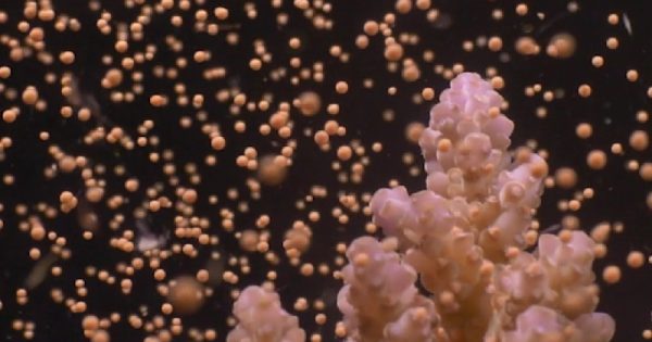 desova-corais-australia-3-conexao-planeta