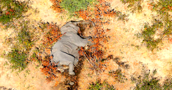 desvendado-morte-elefantes-de-okavango-botsuana-foto-parque