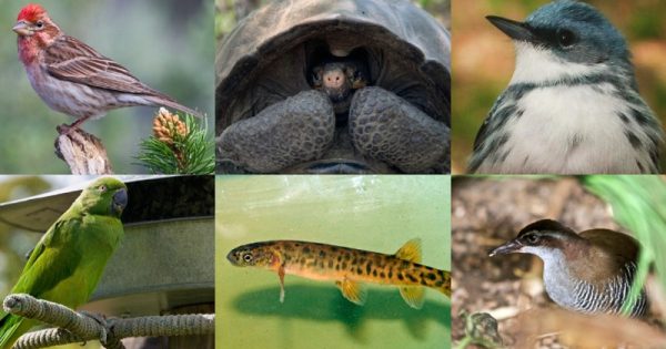 dez-especies-animais-provam-natureza-recuperacao-abre-conexao-planeta