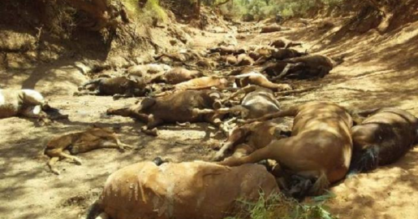 Dezenas de animais selvagens morrem com calor extremo na Austrália
