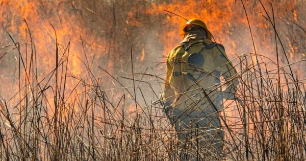 dino-combate-incendios-ibama-conexao-planeta