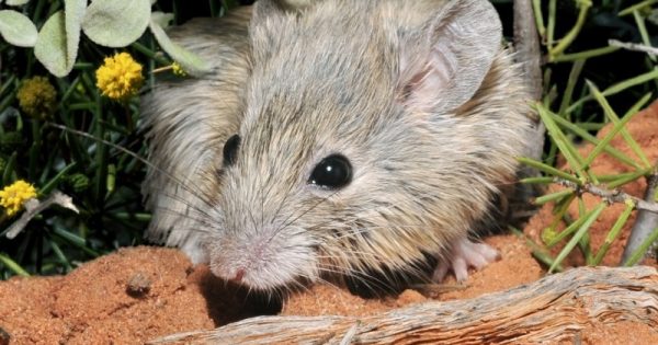 djoongari-ratinho-considerado-extinto-australia-conexao-planeta