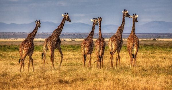 documentos-revelam-girafas-tiradas-vida-selvagem-conexao-planeta