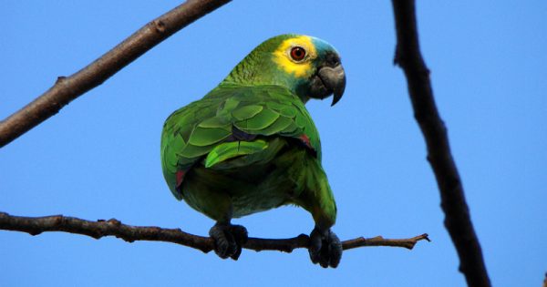 O papagaio-verdadeiro (Amazona aestiva), que ocorre em todo o Brasil, é uma das espécies mais impactadas pelo tráfico de animais – Foto: Fábio Paschoal