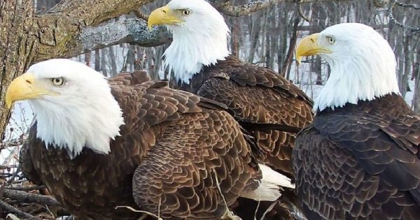 ﻿Duas águias macho e uma fêmea formam família e cuidam juntos de seus filhotes