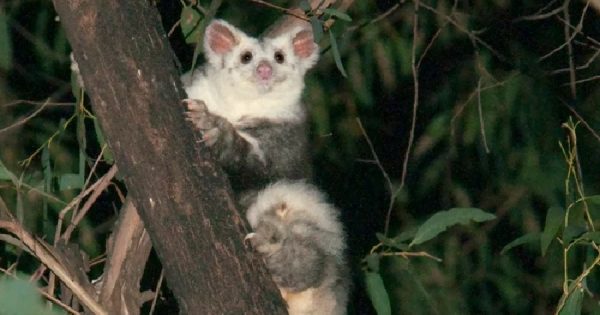 duas-novas-especies-marsupiais-descritas-australia-conexao-planeta