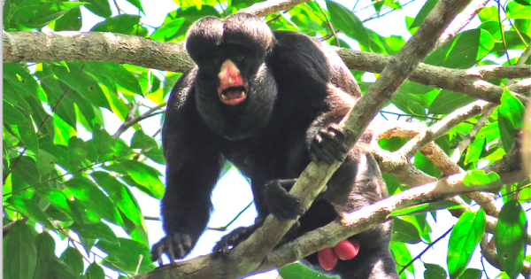 ecoturismo-de-observacao-de-primatas-pode-salva-los-da-ameaca-de-extincao-na-amazonia-foto-gustavao-canale2