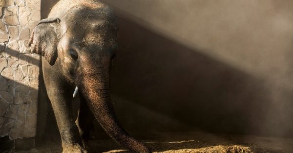 elefante-viagem-camboja-4-conexao-planeta