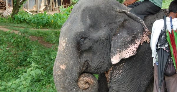 elefantes-bangladesh-justin-brockie-abre-conexao-planeta
