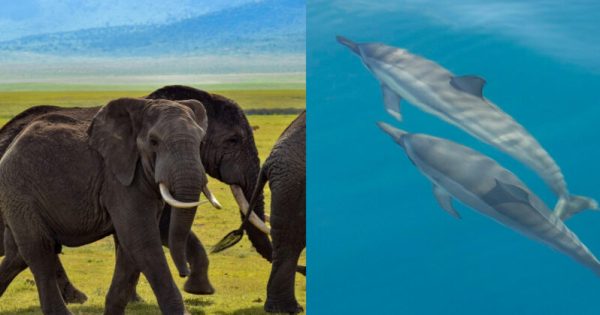 elefantes-golfinhos-comunicacao-abre-conexao-planeta.jpg