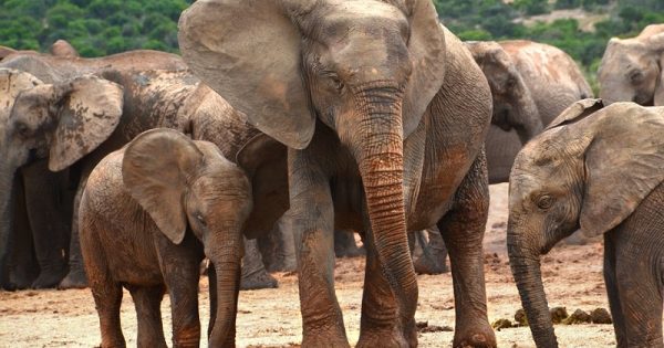 elefantes-sem-presas-conexao-planeta