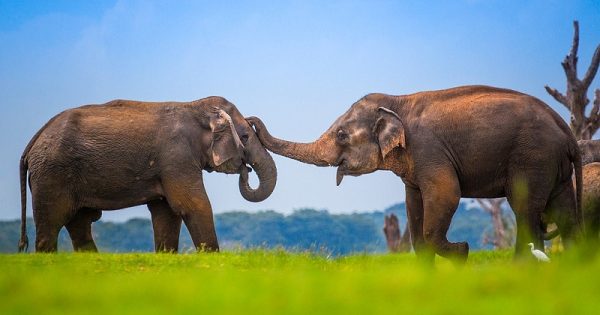 elefantes-sri-lanka-conexao-planeta