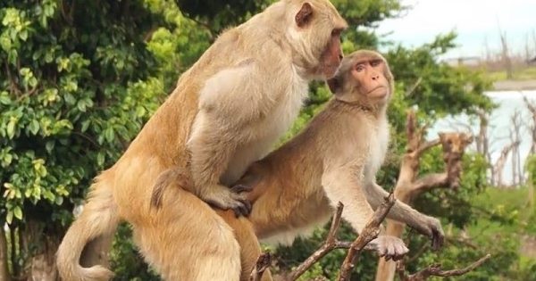 em-pequena-ilha-de-porto-rico-macacos-machos-fazem-mais-sexo-entre-eles-do-que-com-femeas-foto-imperial-college-london-divulgacao